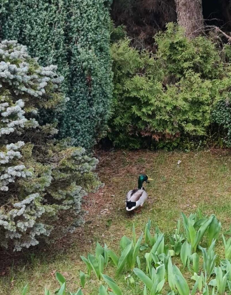 Widomy znak wiosny. Dzika kaczka odpoczywa na trawniku opodal biura ZDW w Katowicach.